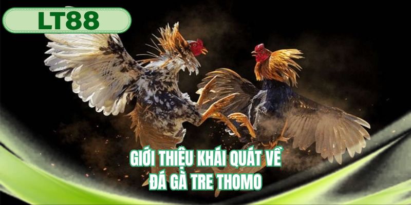 Khái quát những dữ liệu hấp dẫn về đá gà tre Thomo