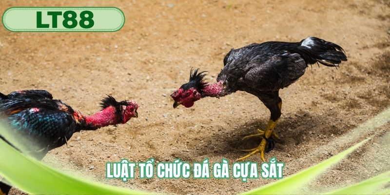 Luật thi đấu trong mỗi trận chọi gà được diễn ra